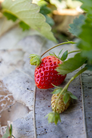 Strawberry bush growing in the gardenの写真素材