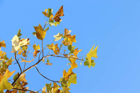 Autumn leaves on tree against blue sky, closeup. Space for textの写真素材