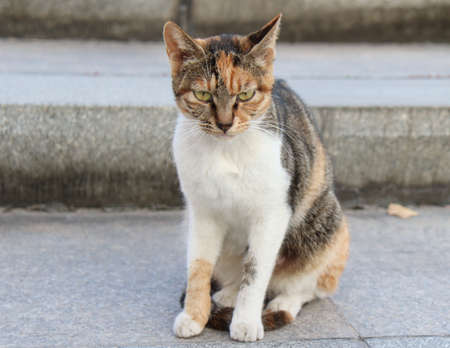 Domestic cat sitting on the street, looking at the camera.の写真素材