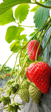 Strawberry plant growing in the garden. Close-up.の写真素材