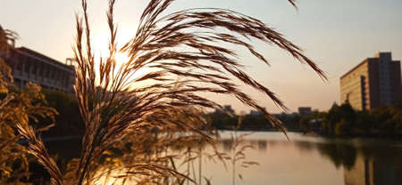 Pampas grass on the background of the setting sun. High quality photoの写真素材