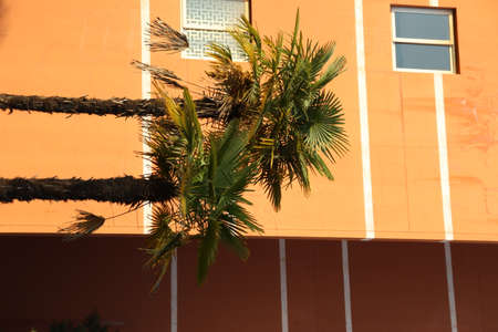 Green palm tree on the wall of an orange building. High quality photoの写真素材