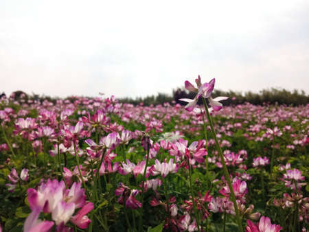 Field of blooming sesbania (Sesbania sesbania)
