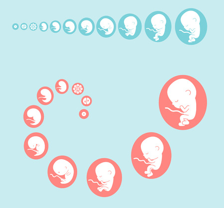 fetus stagesのイラスト素材