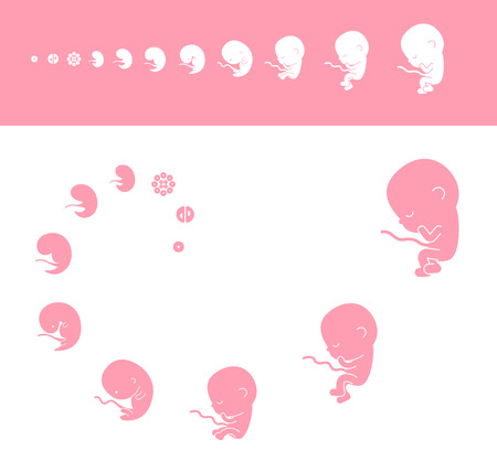 fetus stagesのイラスト素材