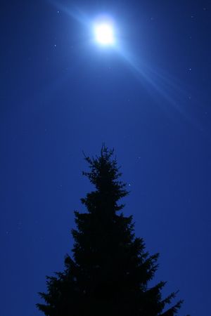 Tree in the dark