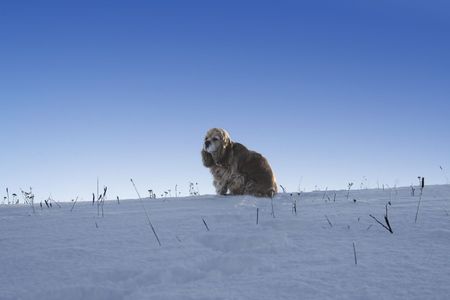 Dog spanielの写真素材