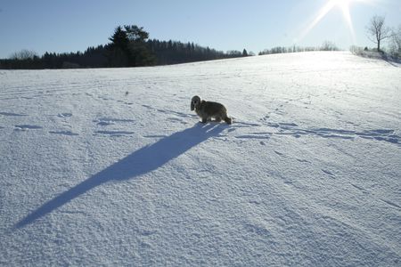 Spaniel puppyの写真素材