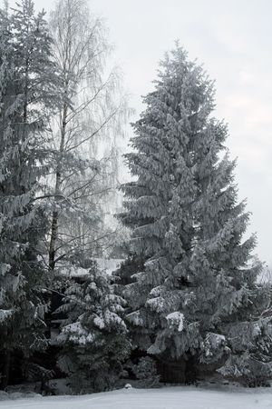 Some plants are cowerd with snow. It`s wintertime and cold weatherの写真素材
