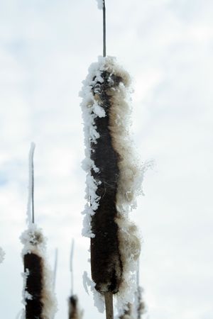 Some plants are cowerd with snow. It`s wintertime and cold weatherの写真素材