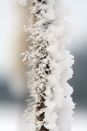 Some plants are cowerd with snow. It`s wintertime and cold weatherの写真素材