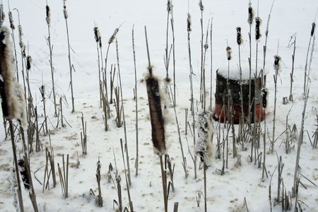 Some plants are cowerd with snow. It`s wintertime and cold weatherの写真素材