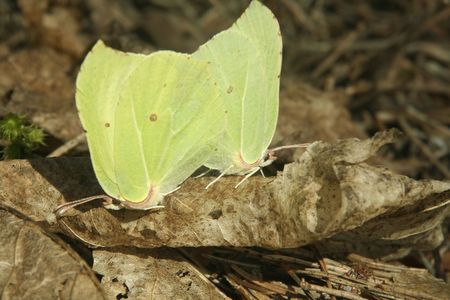 Two butterflys are sitting on a ground. It`s spring time.の写真素材