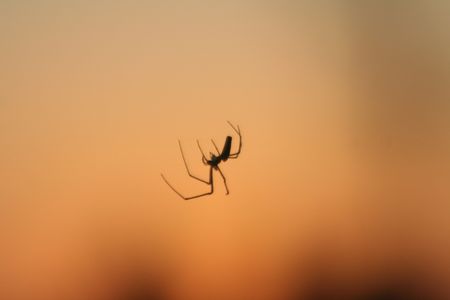A lonly spider is flyng in the evening aloneの写真素材