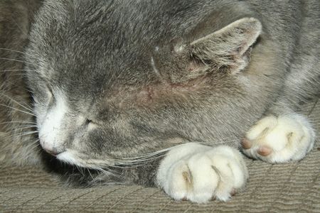 Lasy cat is sleeping and don`t hear anythingの写真素材