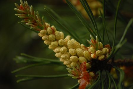 Flowerの写真素材