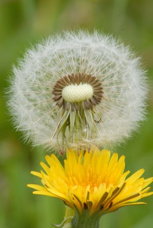 Flowerの写真素材