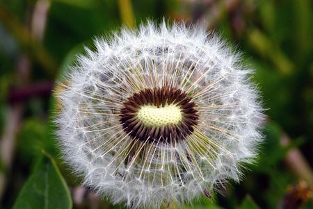 Flowerの写真素材