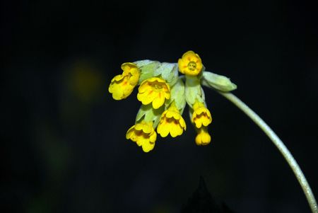 Flowerの写真素材