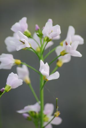 Flowerの写真素材