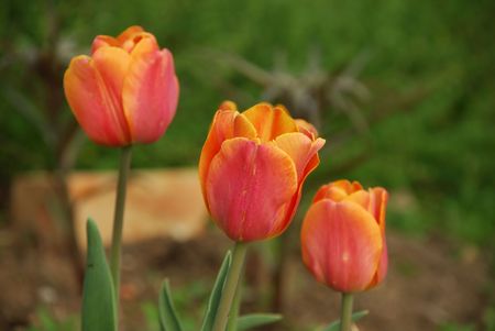 Tulipsの写真素材