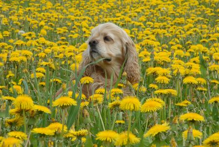 Puppy and flowersの写真素材