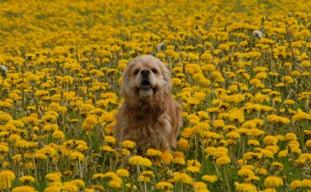Puppy and flowersの写真素材
