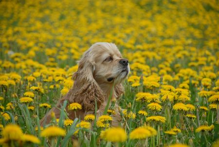 Puppy and flowersの写真素材
