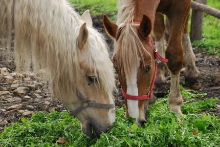 Horsesの写真素材