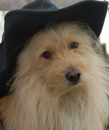 Puppy with hatの写真素材