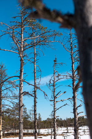 thin trees with branches on blue sky backgroundの写真素材