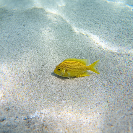 Yellow fish on the sand at the bottom of the caribbean seaの素材