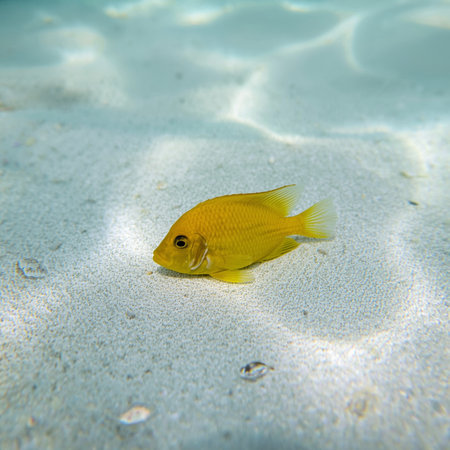 Yellow fish on the seabed of the caribbean seaの素材