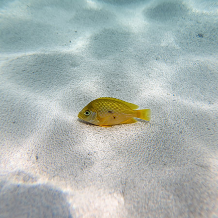 Underwater view of a yellow fish swimming in the sand of a tropical beachの素材