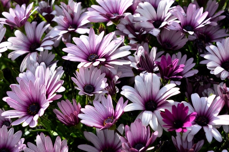 Flowers in city park The picture shows different bright flowers in a new city park.の写真素材