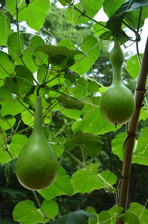 korean Fruit in summer in garden Green Pumpkinの写真素材