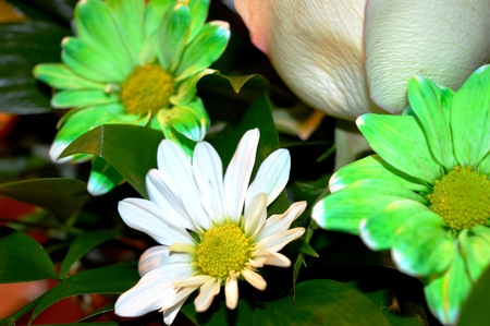 Flowers The picture shows different bright flowersの写真素材