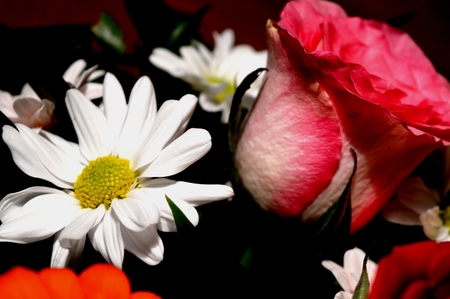 Flowers The picture shows different bright flowersの写真素材