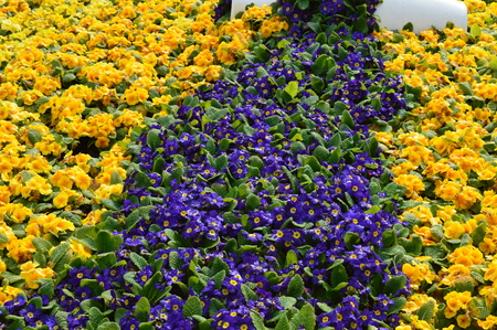 spring flowersの写真素材