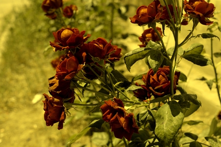 Natural roses in garden and yellow backgroundの写真素材