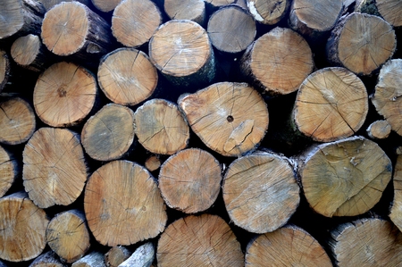 Cut trees. Timber wall. Preparing for winter