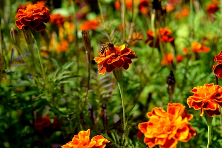 Bees and velvet flowers. Green meadow. An episode of living nature.の写真素材