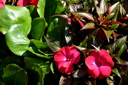 Summer flowers ... In city park. Flowers naturalの写真素材