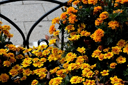 cat and yellow flowers. the look of a cat.の写真素材