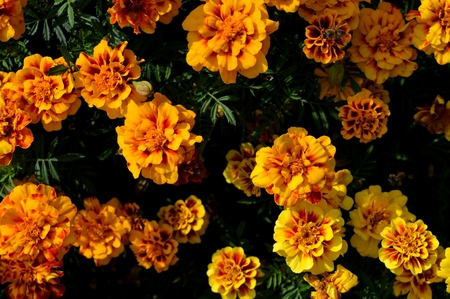 Bees and natural summer yellow flowers.の写真素材