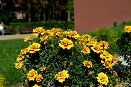 Lovely natural yellow flowers near the house.の写真素材