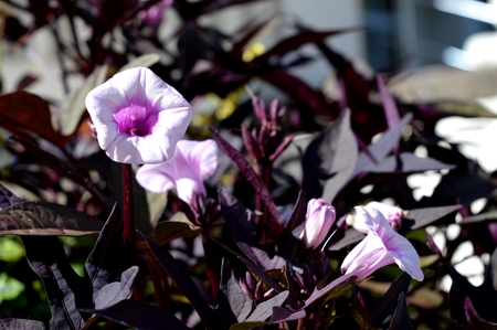 Lovely natural white flowers near the house.の写真素材