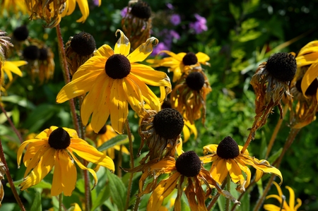 Natural summer yellow flowers; Flowers composition in city park.の写真素材