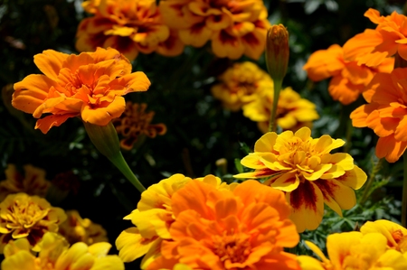 Natural summer yellow flowersの写真素材