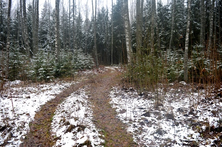 road in the forest. forest panorama, forest winter.の写真素材